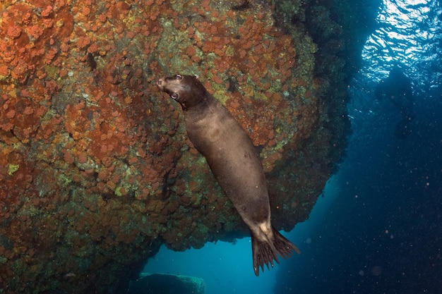 Щенок морского льва под водой смотрит на тебя