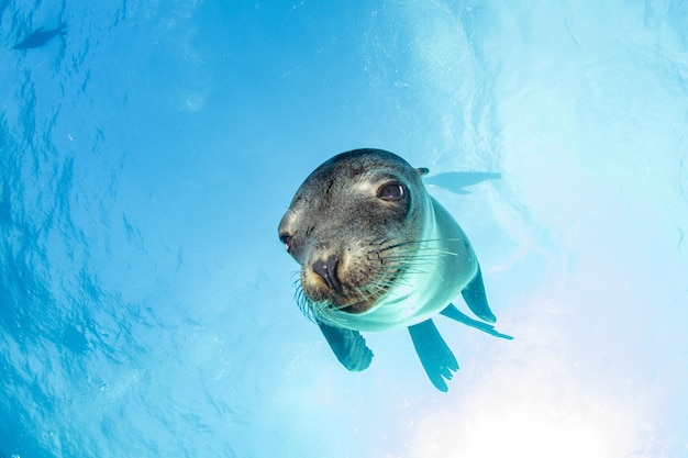 Puppy sea lion underwater looking at you