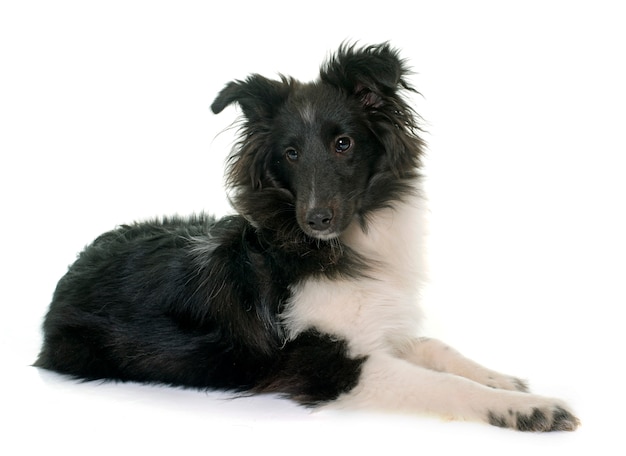 puppy shetland sheepdog