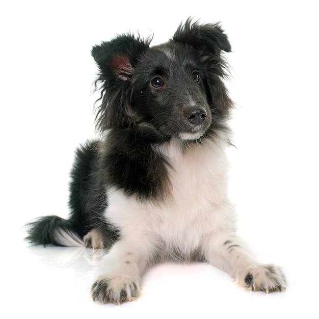 puppy shetland sheepdog