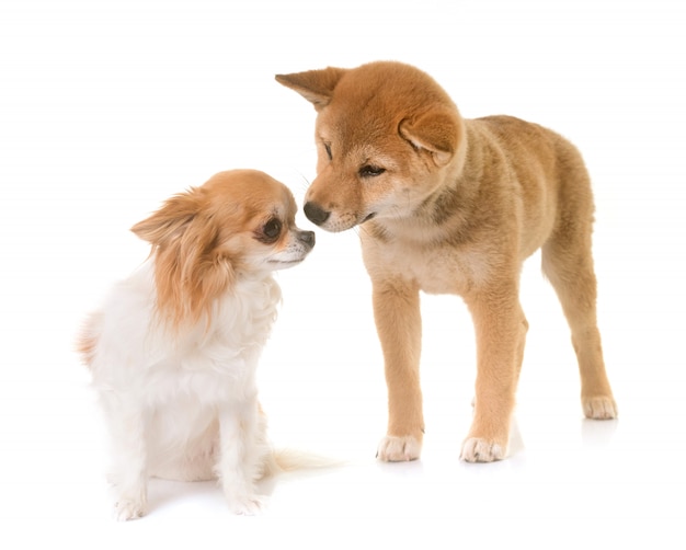 子犬柴犬とチワワ