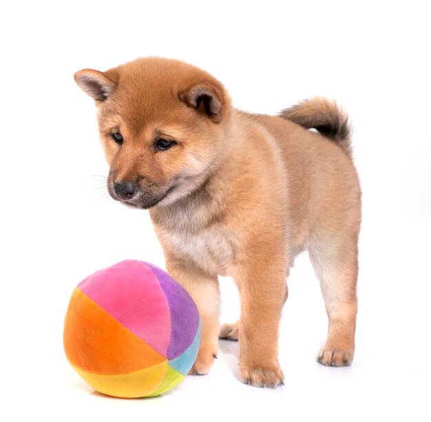 Puppy shiba inu in front of white