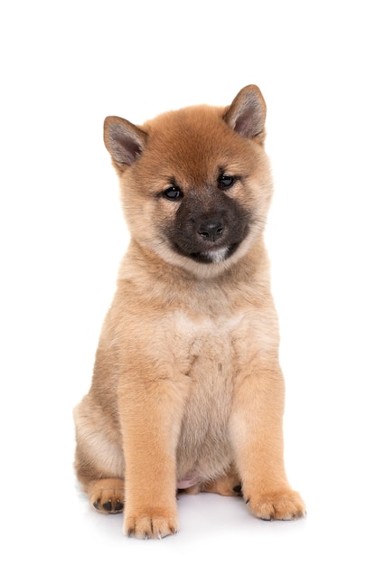 Puppy shiba inu voor wit