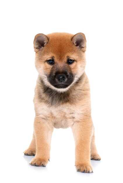 Puppy shiba inu voor wit