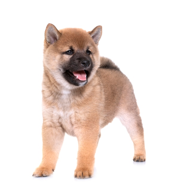 子犬柴犬
