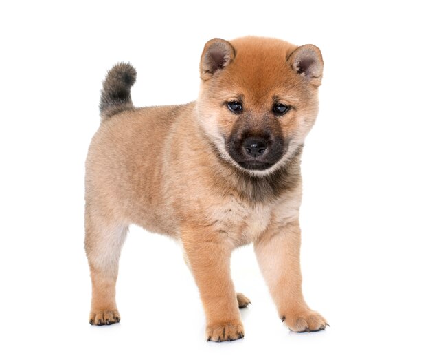 Cucciolo di shiba inu