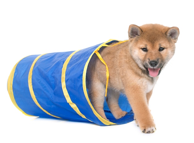 Cucciolo di shiba inu