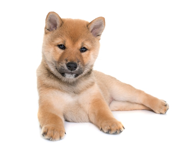 puppy shiba inu