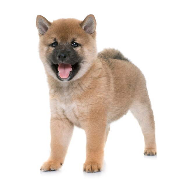 puppy shiba inu