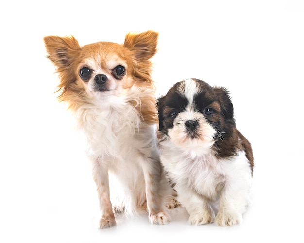 Cucciolo shih tzu e chihuahua