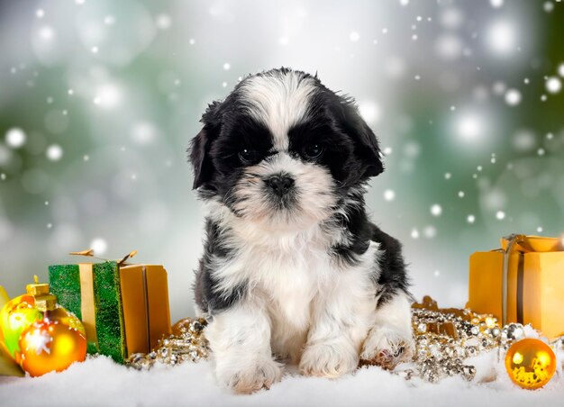 puppy shih tzu in front of christmas background