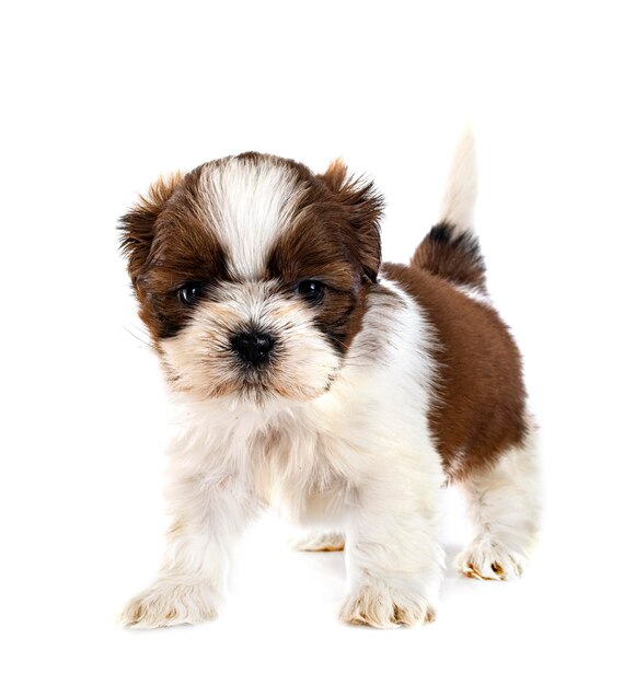 puppy Shih Tzu in front of white background