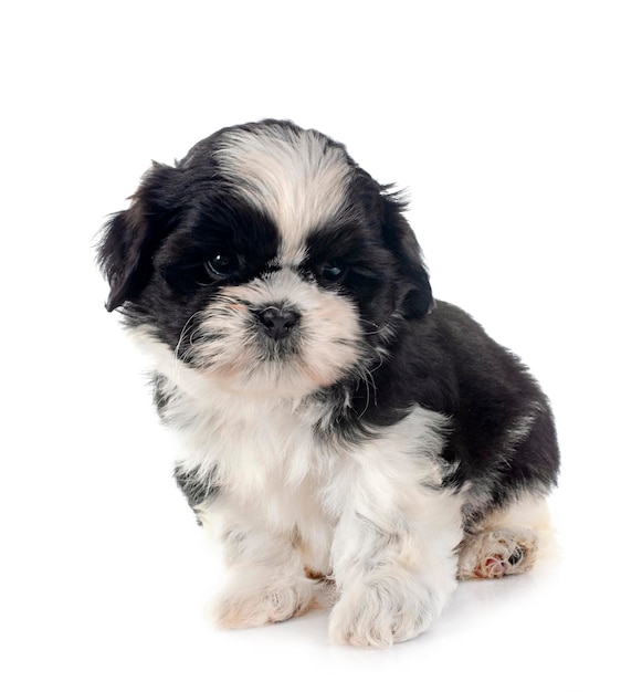 puppy shih tzu in front of white background