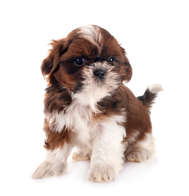 puppy shih tzu in front of white background