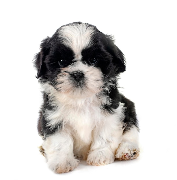puppy shih tzu in front of white background