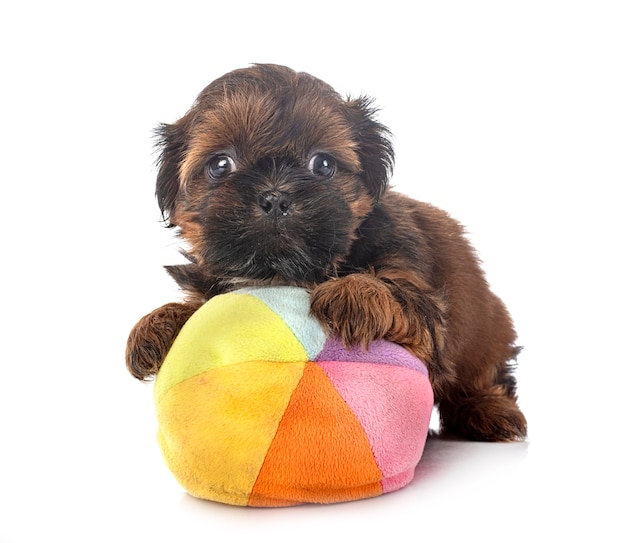 Puppy Shih Tzu in front of white