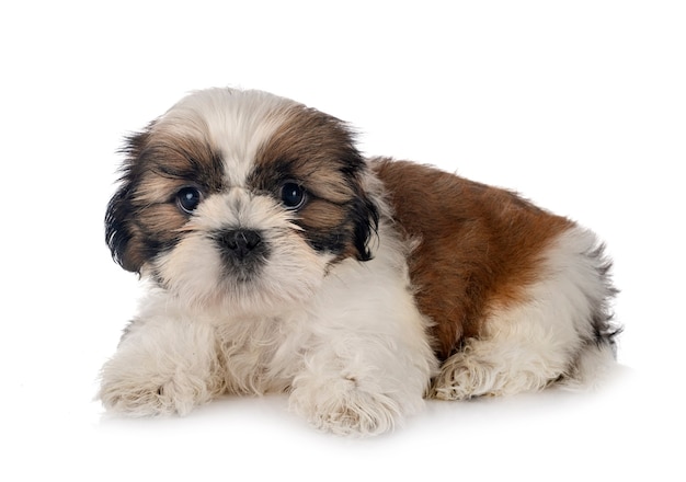 Puppy shih tzu geïsoleerd op wit