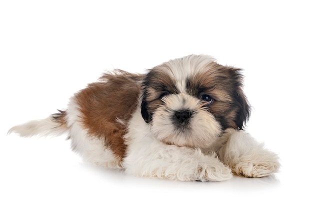 Puppy Shih Tzu geïsoleerd