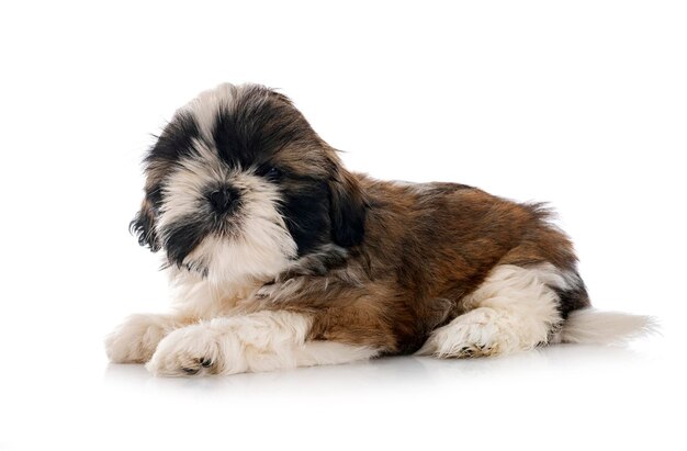 puppy shih tzu in de studio