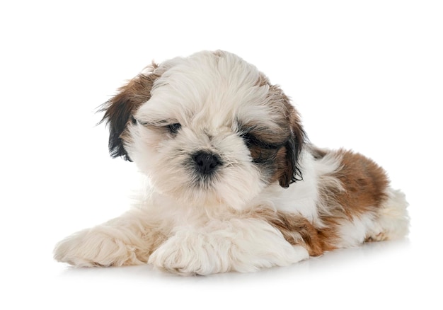 Puppy shih tzu in de studio