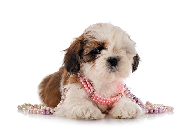 Puppy shih tzu in de studio