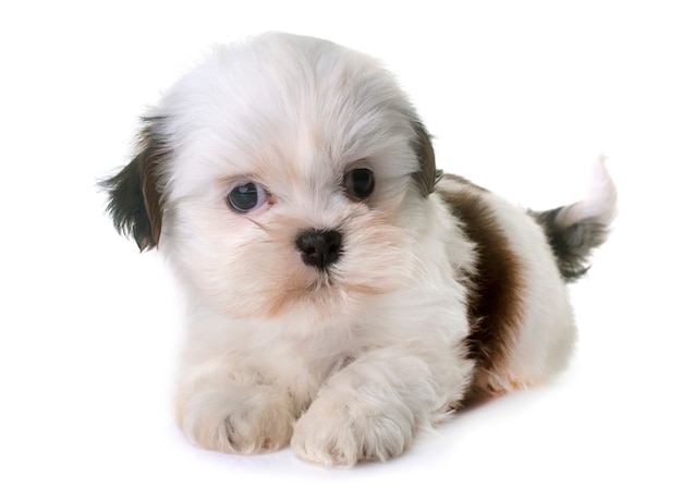 puppy shih tzu in studio