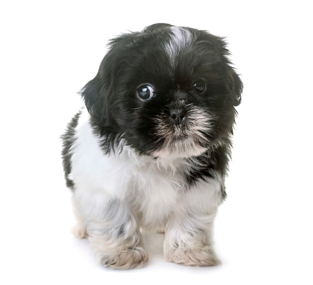 Cucciolo shih tzu in studio