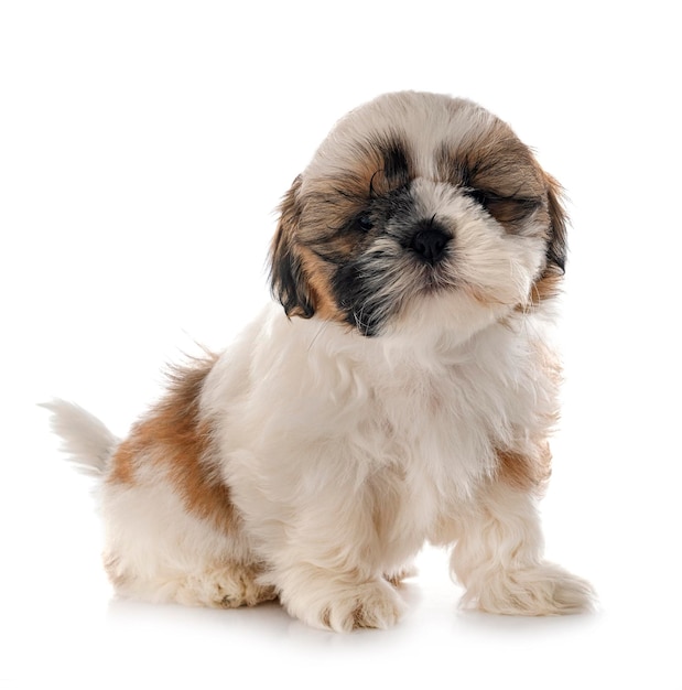 Cucciolo shih tzu in studio