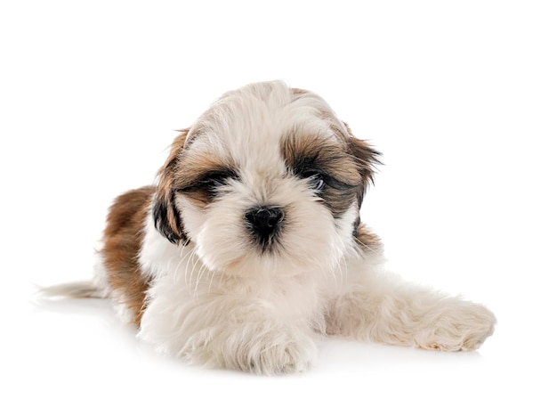 Puppy Shih Tzu in studio