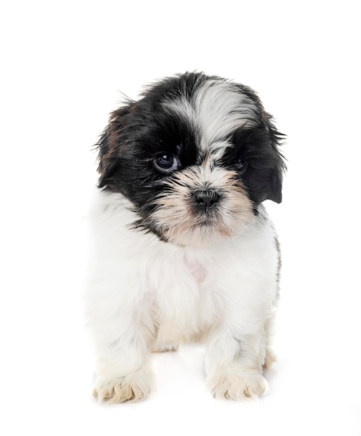 Puppy Shih Tzu in studio