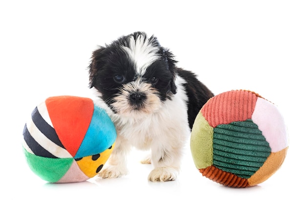 Puppy Shih Tzu in studio