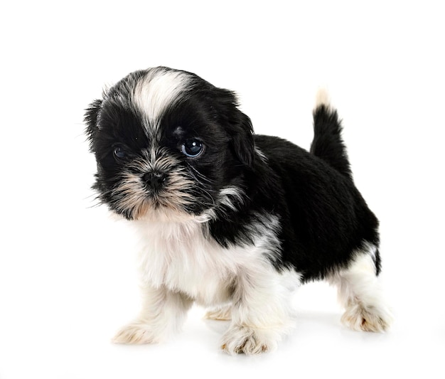 스튜디오에서 새끼 Shih Tzu