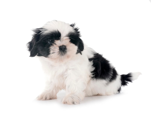 스튜디오에서 새끼 Shih Tzu