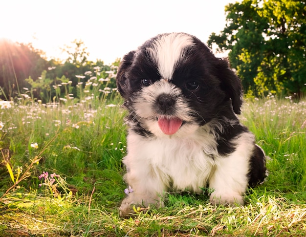 puppy shih tzu voor aardachtergrond