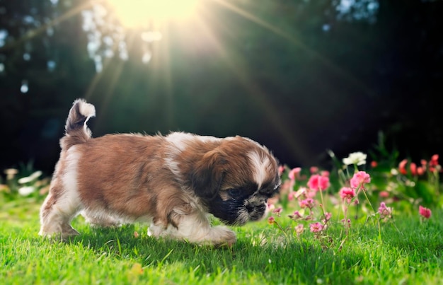 puppy shih tzu voor witte achtergrond