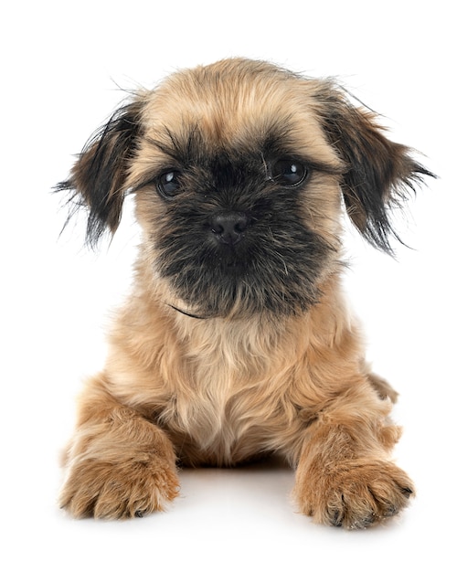 Puppy shih tzu