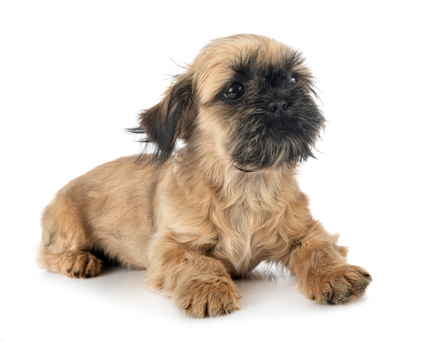 Photo puppy shih tzu