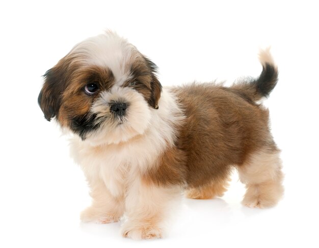 Photo puppy shih tzu