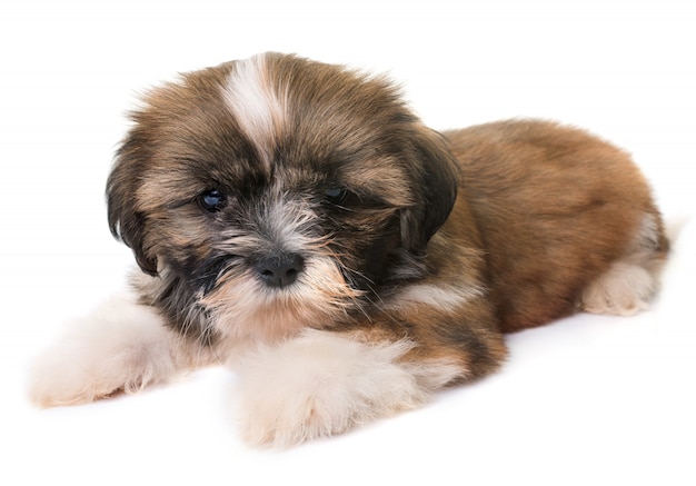 puppy shih tzu