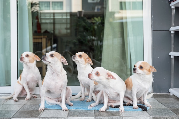 子犬ショートヘアチワワ座って横を向いて