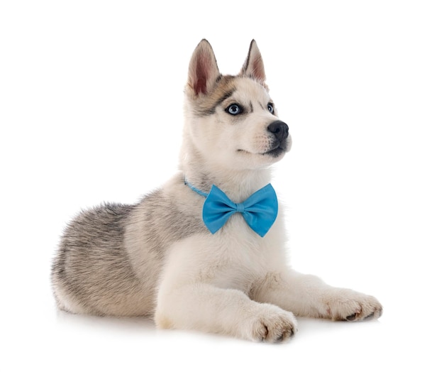 Puppy Siberian Husky in front of white background