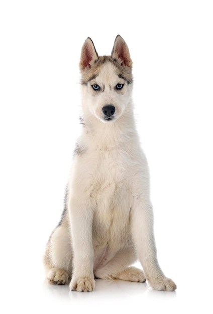 Puppy Siberian Husky in front of white background