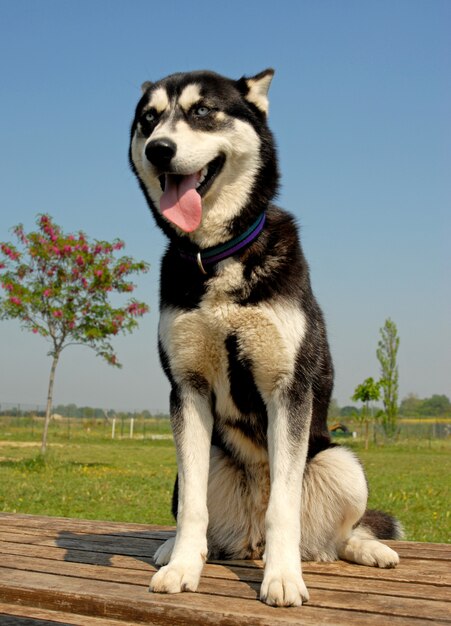 Puppy siberian husky