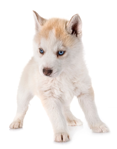 puppy siberian husky