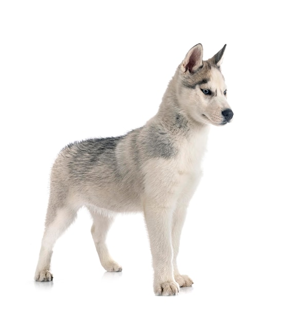 Puppy Siberische Husky voor witte achtergrond