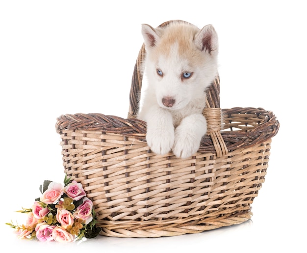 Puppy siberische husky