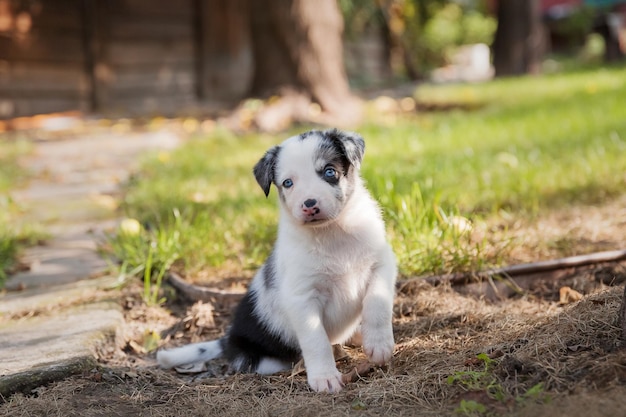 子犬が草の中に座っており、左側にボーダーコリーという言葉が書かれています。