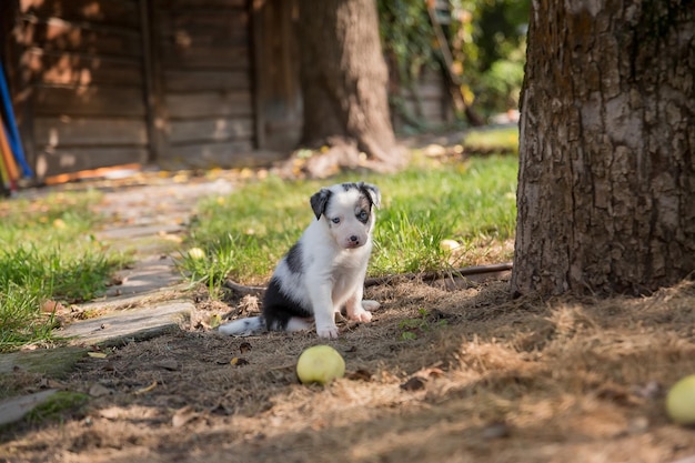 黄色のボールの隣の日陰に子犬が座っています。