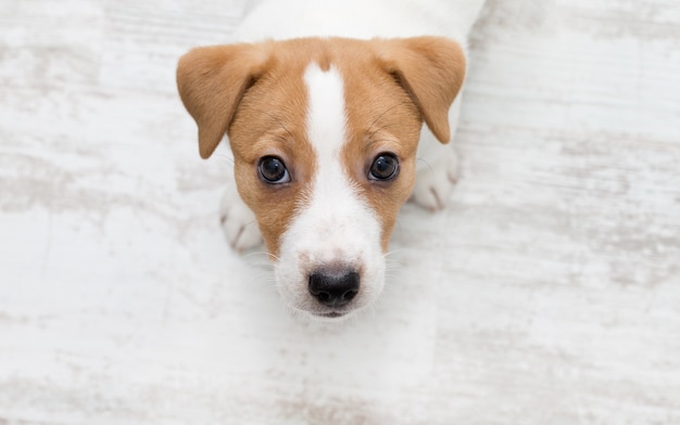 床に座っている子犬。ジャックラッセルテリア