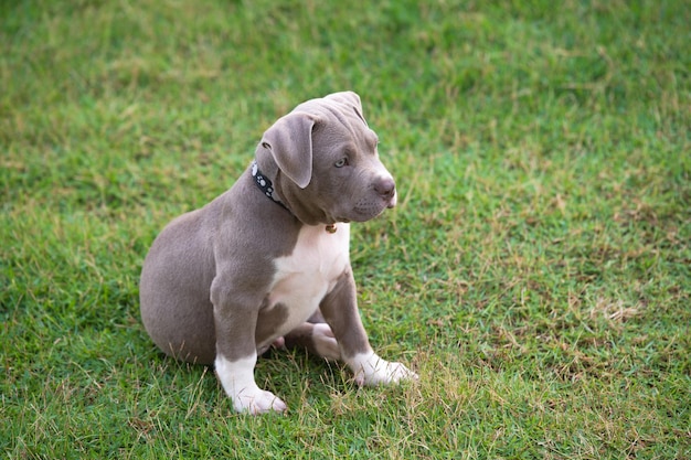 草の上に座っている子犬、アメリカンブリーの子犬犬、おかしくてかわいいペット